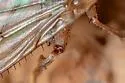 Acantholeria armipes - photo 4