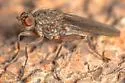 Acantholeria armipes - photo 5