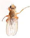 Acantholeria moscowa