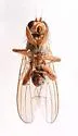 Acantholeria moscowa - photo 2