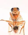 Acantholeria moscowa - photo 4