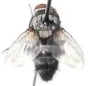 Acantholespesia comstocki