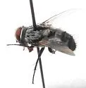 Acantholespesia comstocki - photo 2