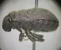 Acantholomidea denticulata - photo 4