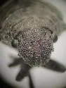 Acantholomidea denticulata - photo 5