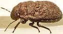 Acantholomidea porosa