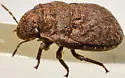 Acantholomidea porosa - photo 2