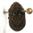 Acantholomidea porosa - photo 3