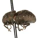 Acantholomidea porosa - photo 4