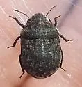 Acantholomidea porosa - photo 5