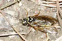 Acantholyda albomarginata