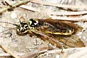 Acantholyda albomarginata - photo 2