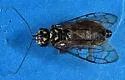 Acantholyda balanata
