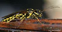 Acantholyda circumcincta