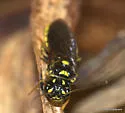 Acantholyda circumcincta - photo 2