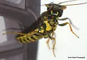 Acantholyda circumcincta - photo 3