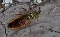 Acantholyda maculiventris - Acantholyda maculiventris