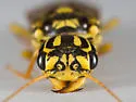 Acantholyda maculiventris - photo 4