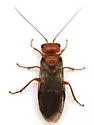 Acantholyda ochrocera - photo 3