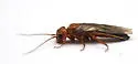 Acantholyda ochrocera - photo 4