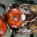 Acantholyda ruficeps - photo 4