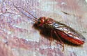 Acantholyda verticalis - Acantholyda verticalis
