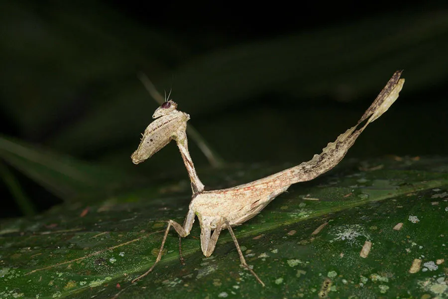 Acanthopidae - photo 3