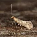 Acanthopteroctetes aurulenta - Hodges#0017.1