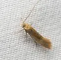 Acanthopteroctetes aurulenta - Hodges#0017.1 - photo 2