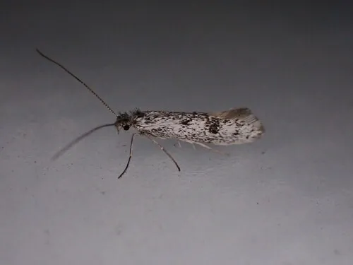 Acanthopteroctetes bimaculata - Acanthopteroctetes bimaculata