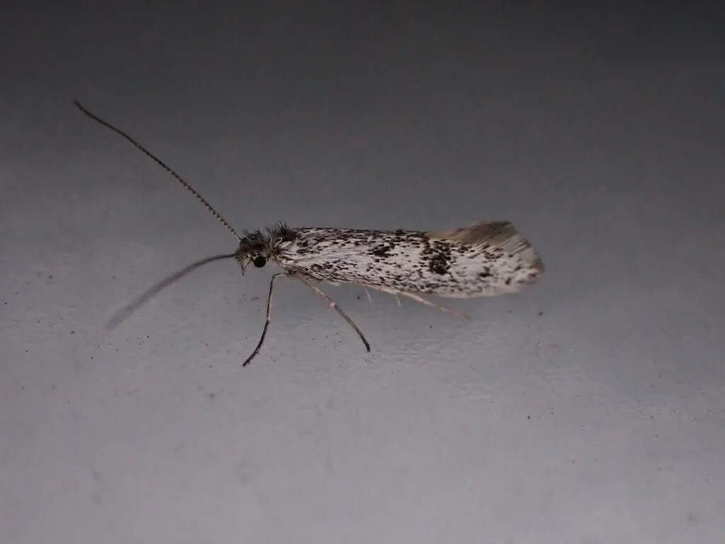 Acanthopteroctetes bimaculata - photo 2