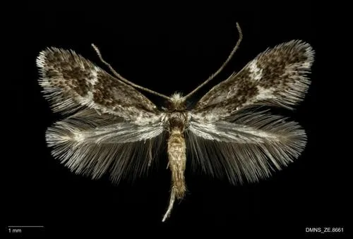 Acanthopteroctetes unifascia - Hodges#0017