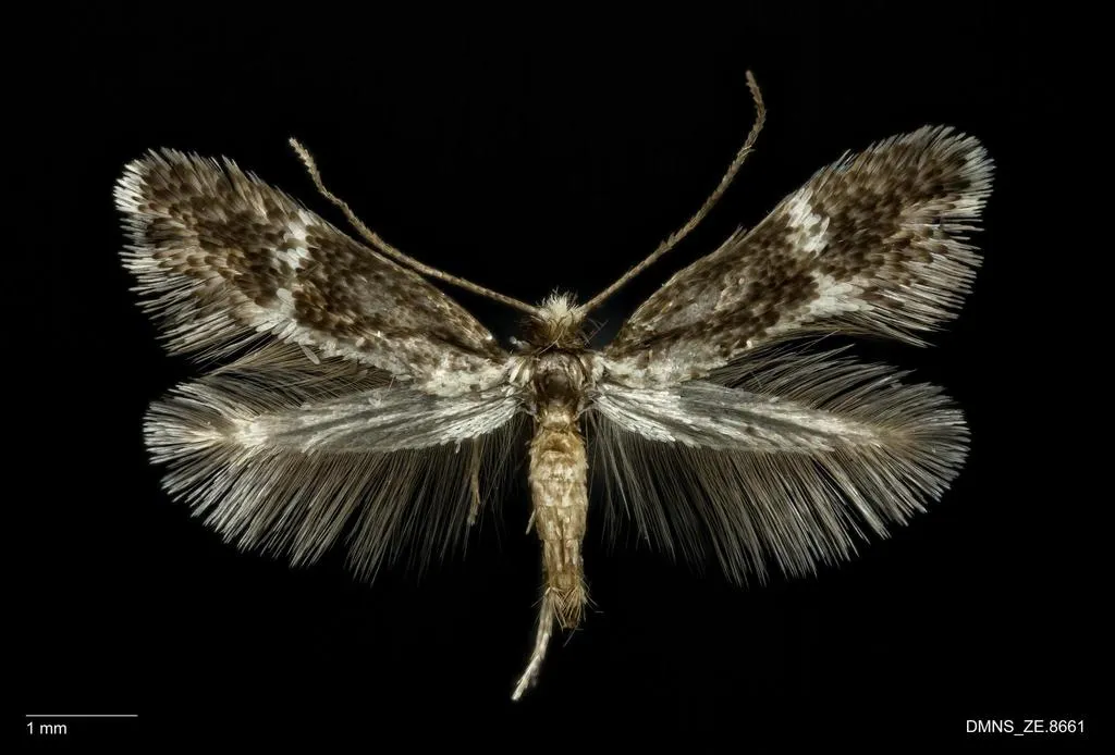 Acanthopteroctetes unifascia - Hodges#0017 - photo 2
