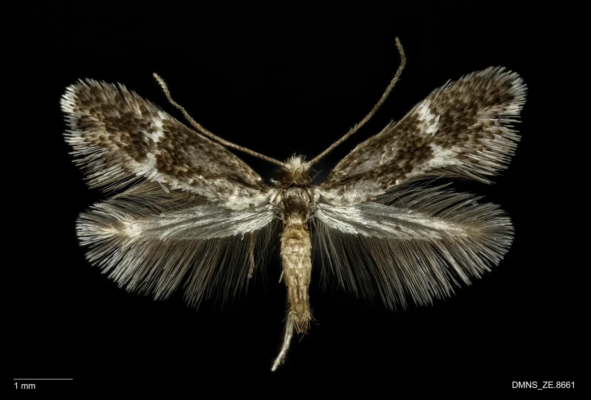Acanthopteroctetidae - photo 2