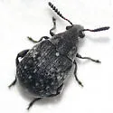 Acanthoscelides alboscutellatus