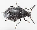 Acanthoscelides alboscutellatus - photo 2