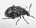 Acanthoscelides alboscutellatus - photo 3