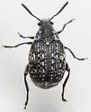 Acanthoscelides alboscutellatus - photo 4