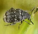 Acanthoscelides alboscutellatus - photo 5