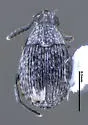 Acanthoscelides atomus