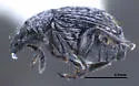 Acanthoscelides atomus - photo 2