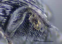Acanthoscelides atomus - photo 3