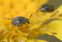Acanthoscelides atomus - photo 4