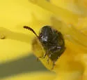 Acanthoscelides atomus - photo 5