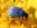 Acanthoscelides aureolus