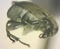 Acanthoscelides aureolus - photo 2