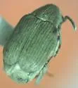 Acanthoscelides aureolus - photo 4
