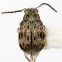Acanthoscelides bisignatus