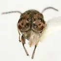 Acanthoscelides bisignatus - photo 2