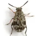 Acanthoscelides biustulus